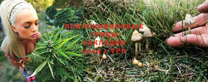 Галлюциногенные грибы Psilocybine cubensis  Копейск 